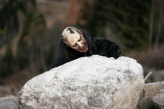 StubaierTuifl-Shooting25Jugend_025s_DSCF7986_cr-augenmerk